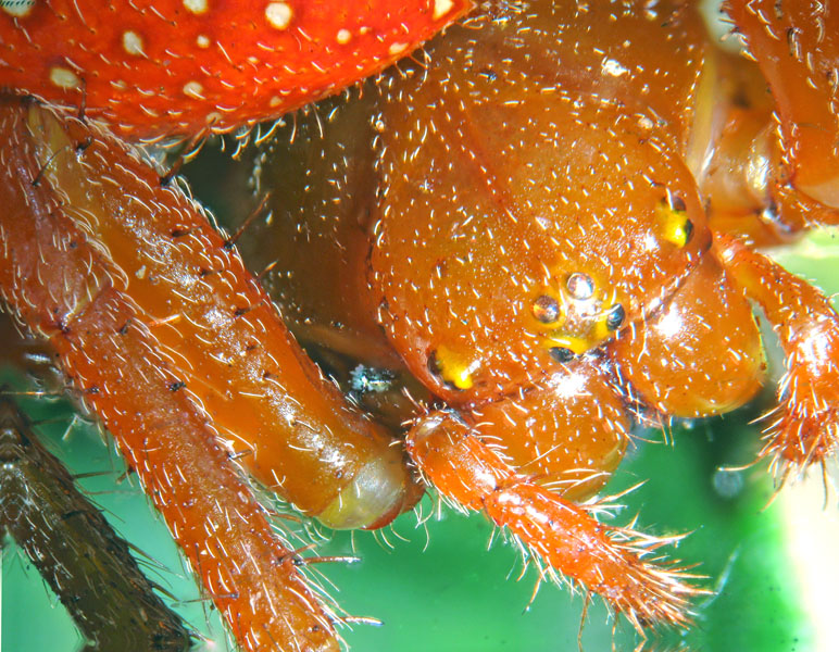 Araneus alsine